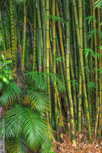 USA, Hawaii, Big Island of Hawaii. Bamboo is invasive to the Hawaiian Islands, Hamakua Coast.