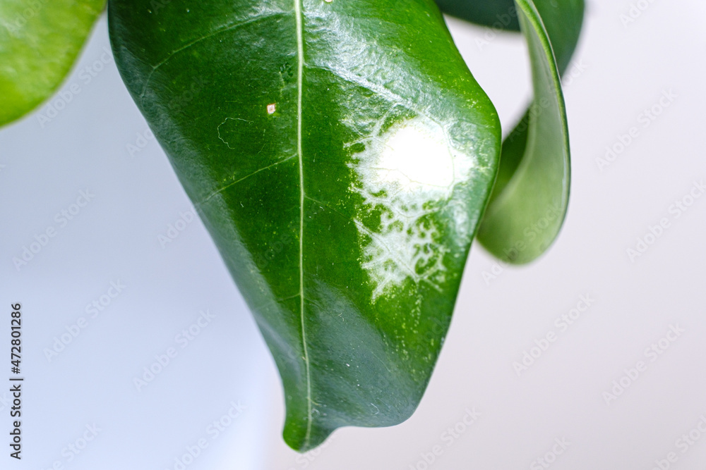 White spots on the green leaf of the houseplant jasmine. Diseases of