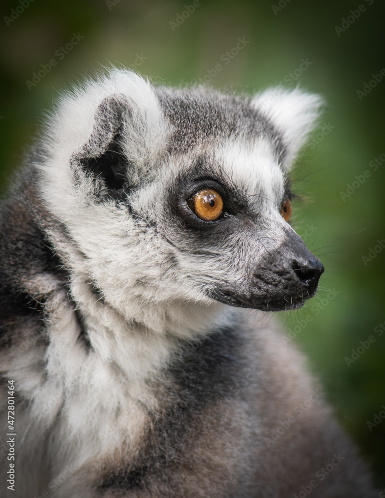 Ring-tailed Lemur Portrait Ring-tailed Lemur Portrait
