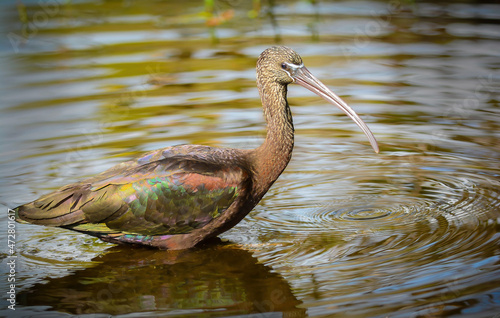 Glossy Ibis in Water