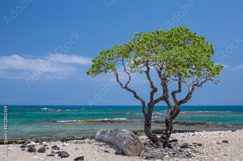 USA, Hawaii, Big Island of Hawaii. Kekaha Kai State Park (aka Kona Coast State Park), Heliotrope tree grows in beach sand at shoreline with colorful ocean in background. photo