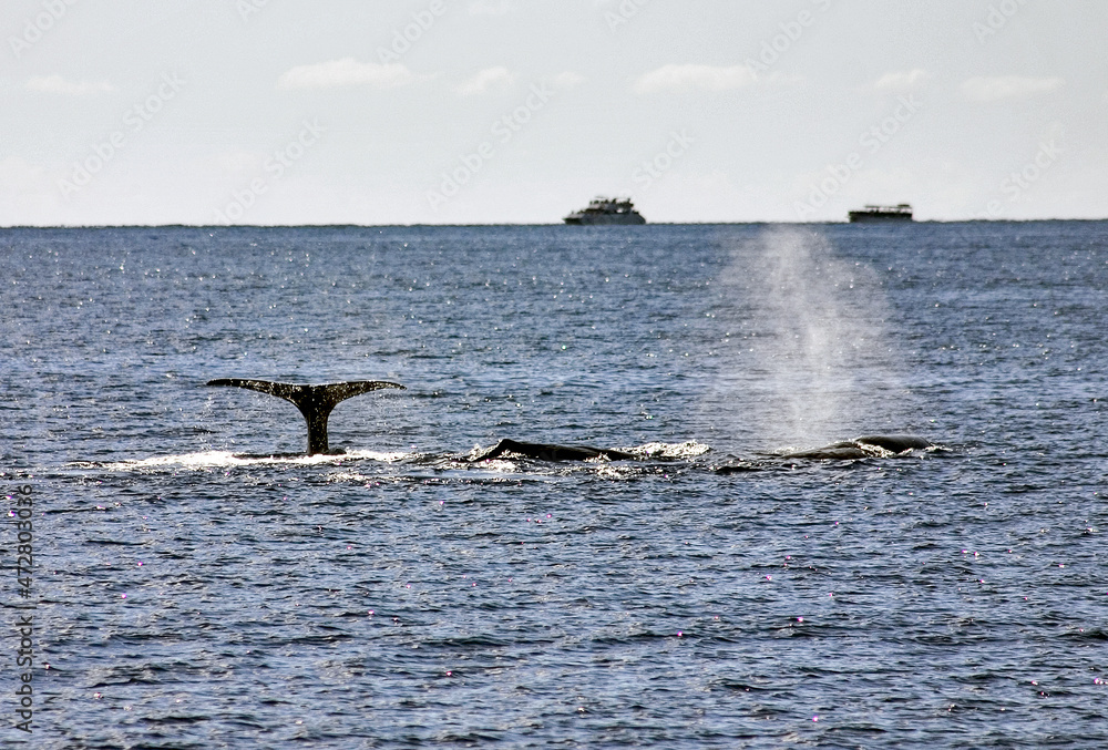 Obraz premium Whales 