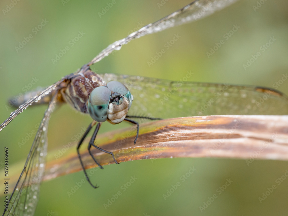 Dew on dragonfly, foggy morning, Day Preserve, Illinois Dew on dragonfly, foggy morning, Day Preserve, Illinois