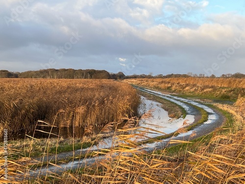 Fotografi Beautiful landscape of rural crop farm field of wheat reeds by Norfolk Broad wat