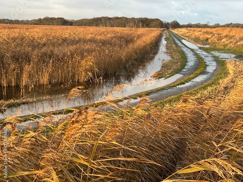 Beautiful landscape of rural crop farm field of wheat reeds by Norfolk Broad waters at Hickling East Anglia uk wildlife nature reserve near coast with large flooded road to horizon Autumn afternoon © Carmina