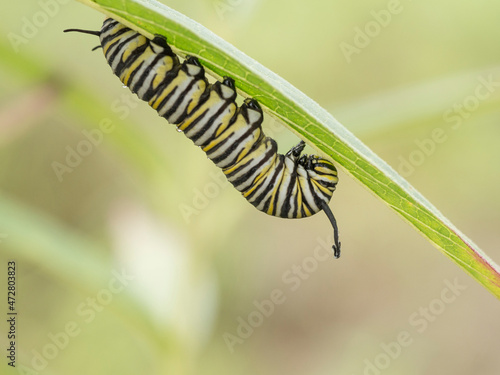 Monarch butterfly caterpillar on swamp milkweed, Day Preserve, Illinois © Danita Delimont