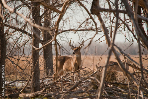 White-tailed buck keeping an eye out for predators  doe in the background.