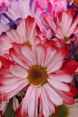 pink and white dahlia