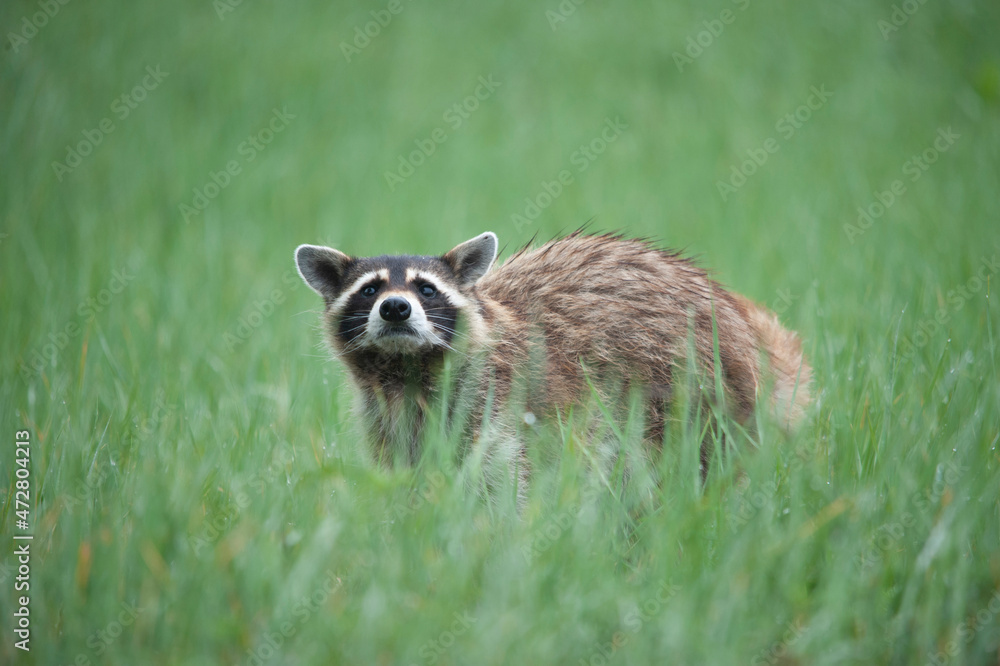 Raccoon stopping for a look as it crosses field Raccoon stopping for a look as it crosses field