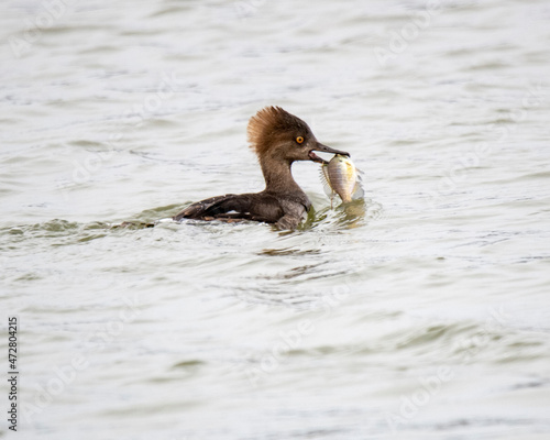 Female hooded merganser with catch