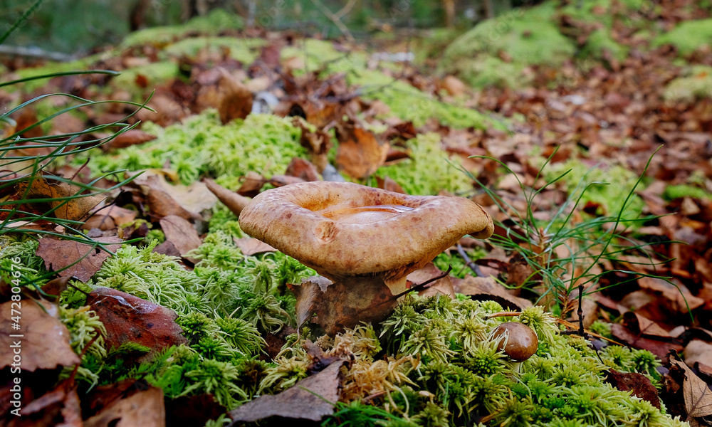 Fototapeta premium Mushroom in the forest