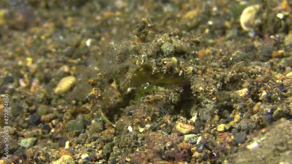 blunt decorator crab walks over sandy bottom. crab almost invisible because of its perfect camouflage. Body covered with marine organisms blunt decorator crab walks over sandy bottom. crab almost invisible because of its perfect camouflage. Body covered with marine organisms