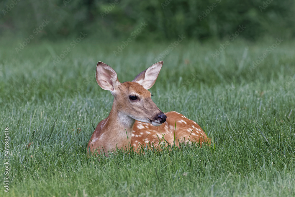 White tailed deer fawn lying down, Kentucky, Odocoileus virginianus White tailed deer fawn lying down, Kentucky, Odocoileus virginianus