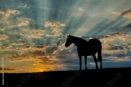 Thoroughbred horse silhouetted at sunrise, Lexington, Kentucky photo