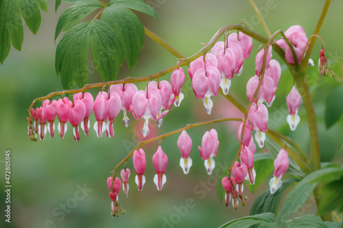 Bleeding Heart spring wildflowers, Creasey Mahan Nature Preserve, Kentucky photo