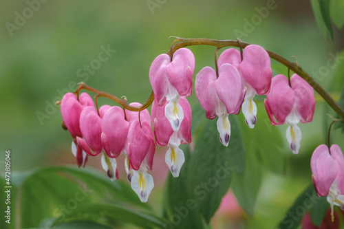 Bleeding Heart spring wildflowers, Creasey Mahan Nature Preserve, Kentucky photo