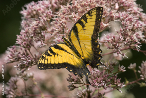 Eastern tiger swallowtail, Creasey Mahan Nature Preserve, Kentucky photo