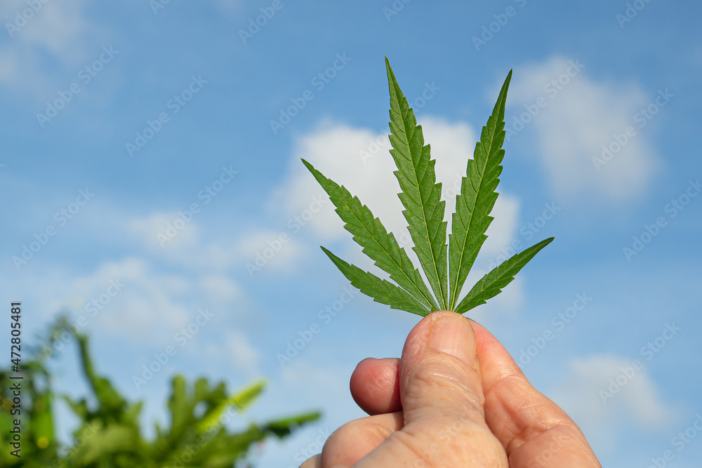 Close-up of hand holding cannabis leaf with a blue sky and clouds background Close-up of hand holding cannabis leaf with a blue sky and clouds background