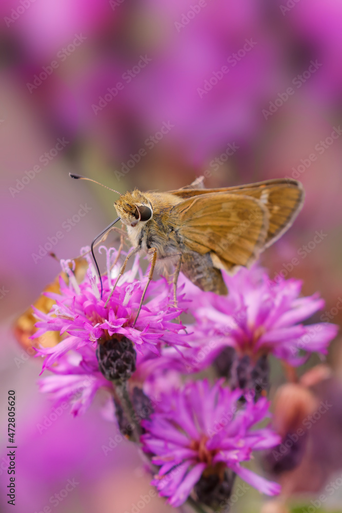 Sachem skipper on ironweed, Creasey Mahan Nature Preserve, Kentucky Sachem skipper on ironweed, Creasey Mahan Nature Preserve, Kentucky