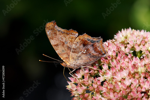 Question mark butterfly, Creasey Mahan Nature Preserve, Kentucky photo