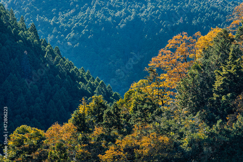 Fototapeta Naklejka Na Ścianę i Meble -  Autumn season misty wether mountain. Beautiful background green water river. Misty mountain forest landscape in the morning in Japan