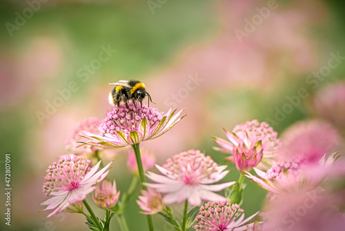 Bee on Pink Astrantia Flowers