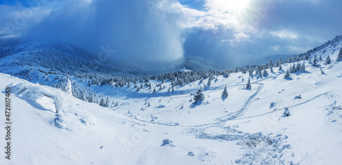 Panoramic landscape of a snowy forest in the mountains on a sunny winter day. Ukrainian Carpathians, near Mount Petros. © volff