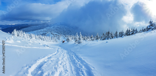 Panoramic landscape of a snowy forest in the mountains on a sunny winter day whis. Ukrainian Carpathians, near Mount Petros, there is one tourist. © volff