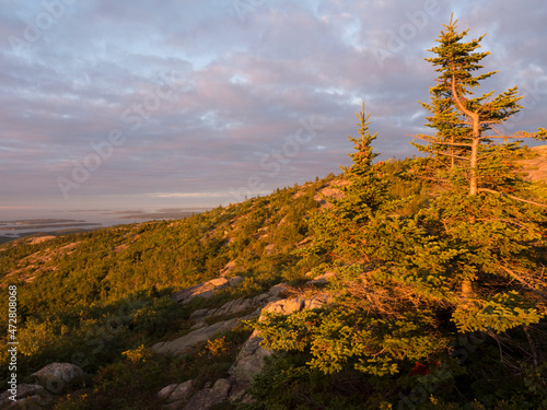 Early light on balsam fir (sunrise), top of Cadillac Mountain, looking south across park, Acadia National Park, Maine photo