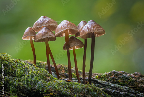Clustered Bonnet Mushrooms