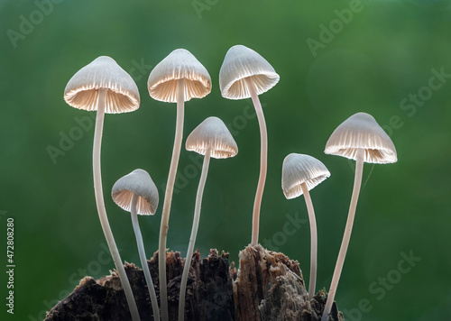 Angels Bonnet Mushrooms photo