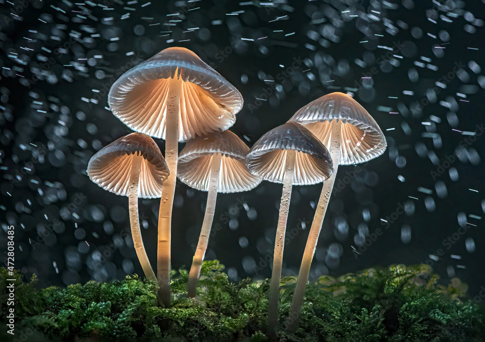 Common Bonnets in Rain Common Bonnets in Rain