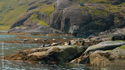 Seals sunbathing on a rock in Isle of Skye Scotland