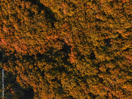 Aerial top view of forest with woods and warm light at sunset or sunrise