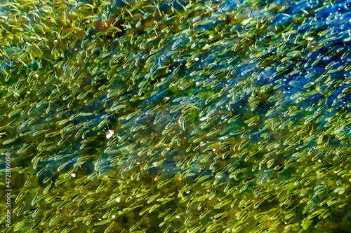 Obraz na płótnie Padanaram Harbor, Buzzards Bay, Dartmouth, Massachusetts