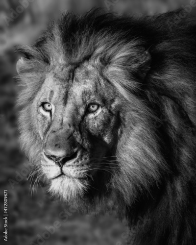 Fototapeta Naklejka Na Ścianę i Meble -  Majestic male lion on his morning walk B&W