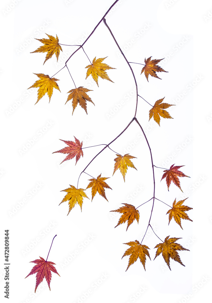 Fototapeta premium Acer Leaves and Twigs