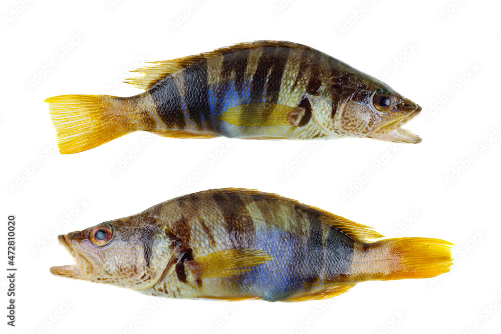 Two serranus Scriba fish Painted Comber from mediterranean isolated on white Two serranus Scriba fish Painted Comber from mediterranean isolated on white