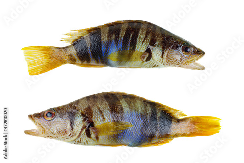 Obraz na płótnie Two serranus Scriba fish Painted Comber from mediterranean isolated on white