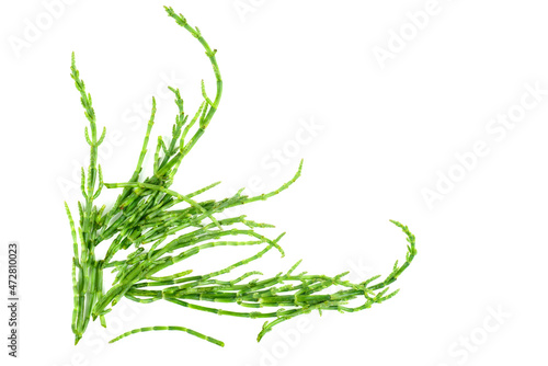 Green samphire or salicornia plants isolated on white background photo