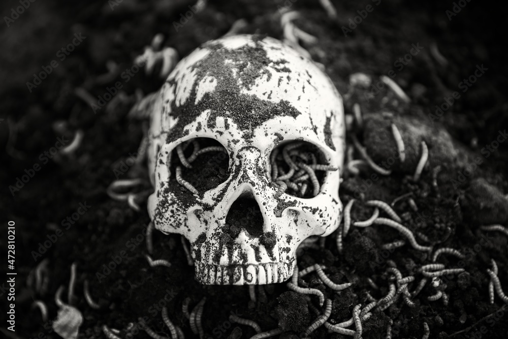 Human skull in the soil black and white Human skull in the soil black and white