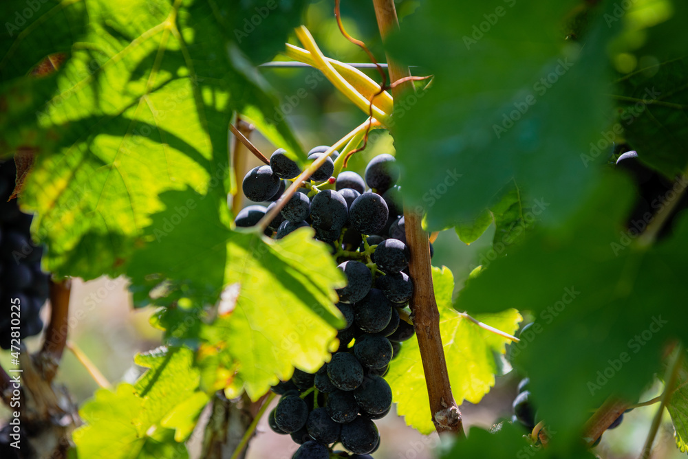 .Bunch of colored grapes hanging on vines inside the vineyard in Italy.