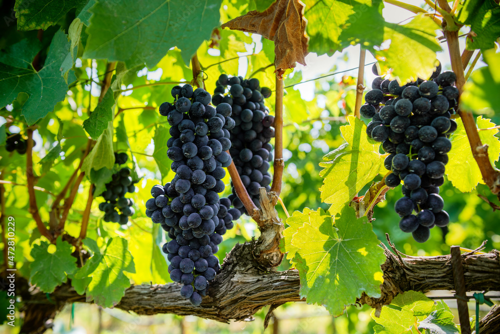 .Bunch of colored grapes hanging on vines inside the vineyard in Italy.