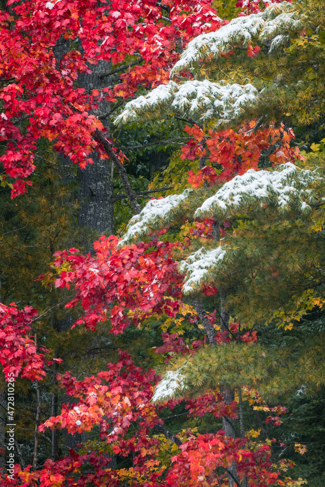 Light dusting of snow on autumn colors, Hiawatha National Forest, Upper Peninsula of Michigan.