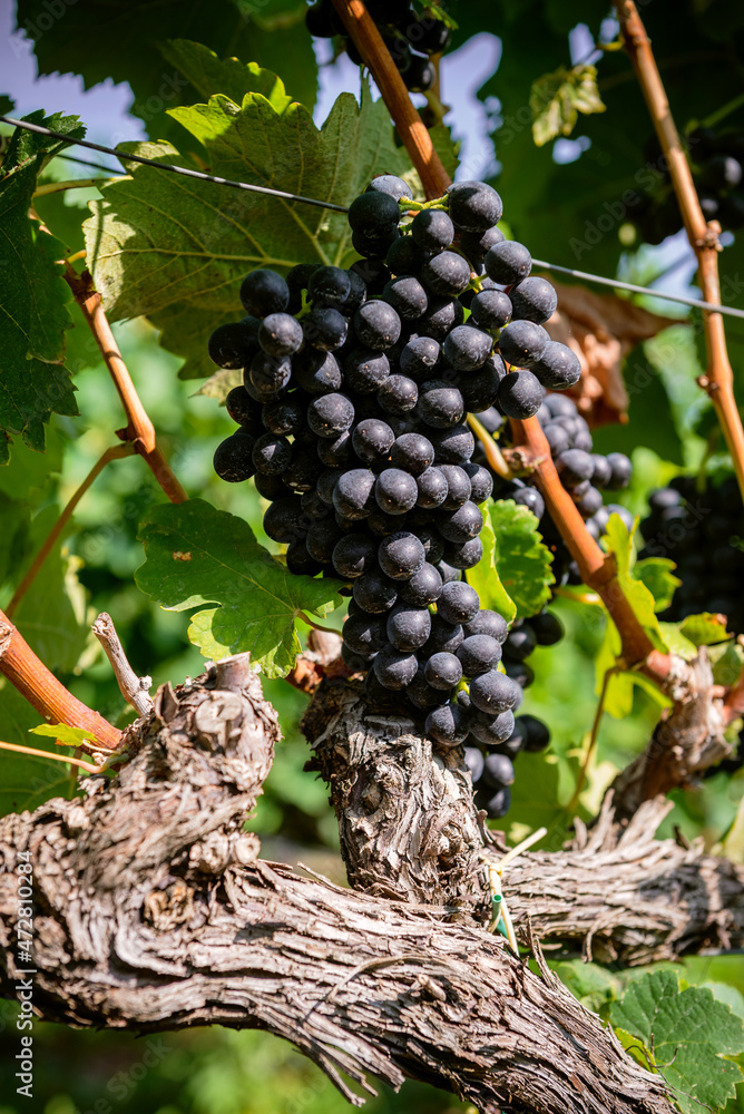 .Bunch of colored grapes hanging on vines inside the vineyard in Italy.