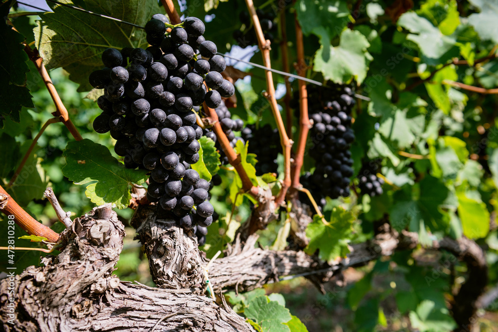 .Bunch of colored grapes hanging on vines inside the vineyard in Italy.