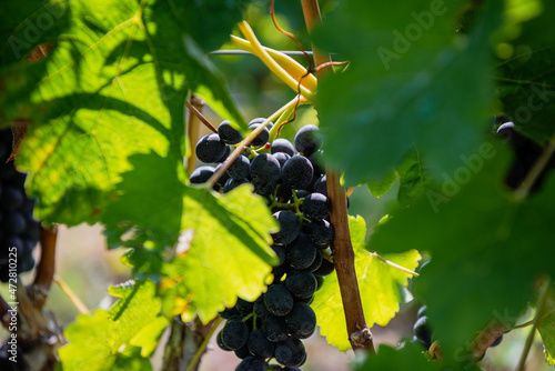 Obraz na płótnie .Bunch of colored grapes hanging on vines inside the vineyard in Italy. w salonie