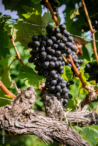 Obraz na płótnie .Bunch of colored grapes hanging on vines inside the vineyard in Italy. w salonie