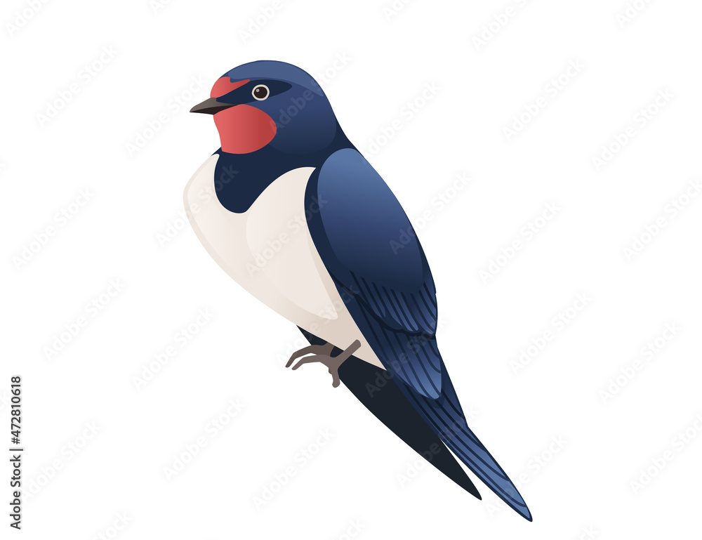 Fototapeta premium Cute swallow sitting on white background cartoon bird animal design