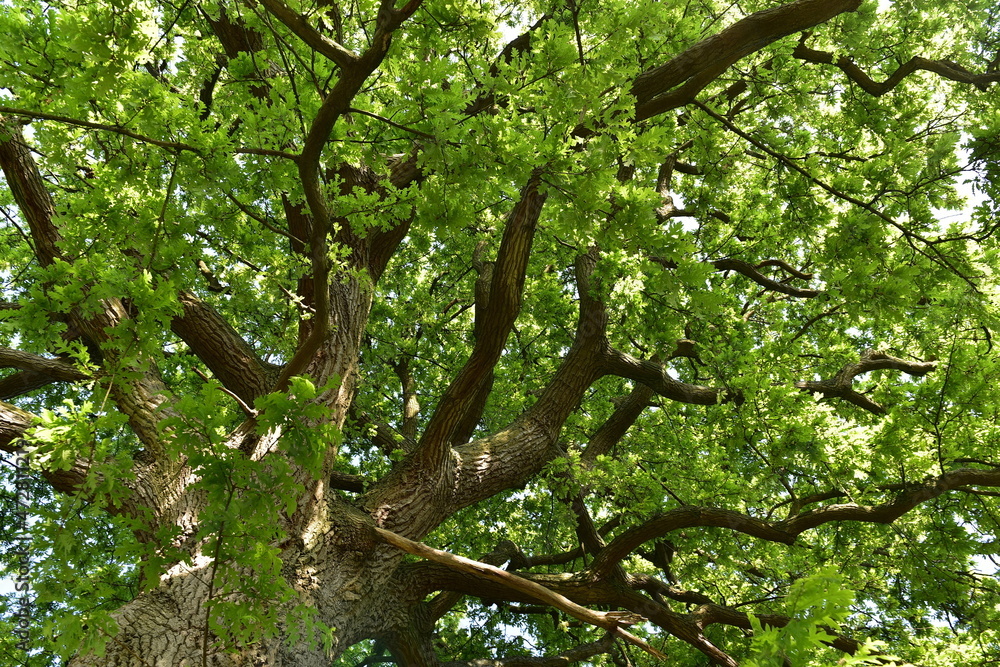 Fototapeta premium oak tree in spring